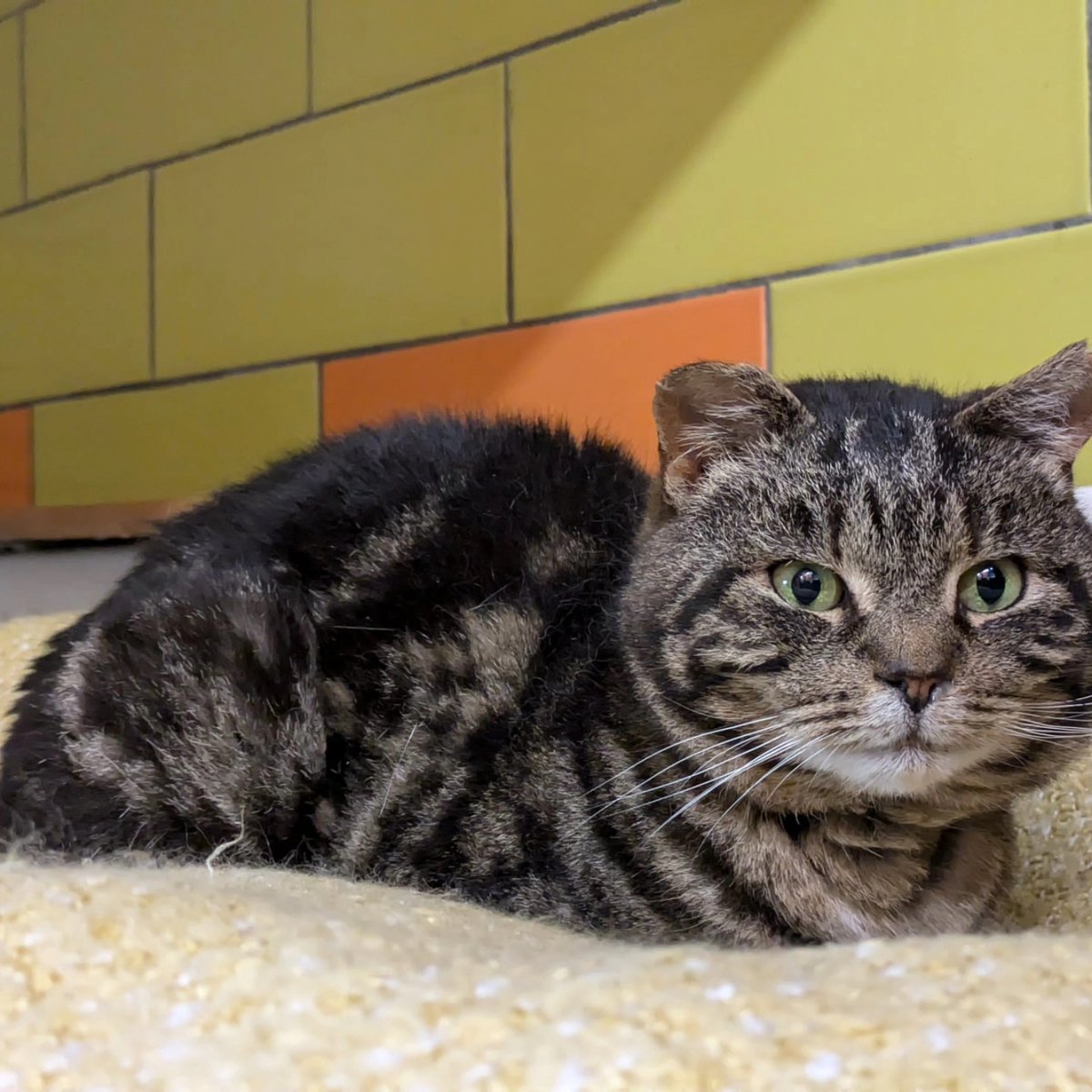 FarplaceRescue's tweet image. 'When a cat adopts you, there is nothing to be done about it except to put up with it until the wind changes.'
T.S. Eliot
Hello from our lovely FIV boys!
#fivcatsneedlovetoo #fivcat #rescuecats #adoptdontshop #rescueismyfavoritebreed