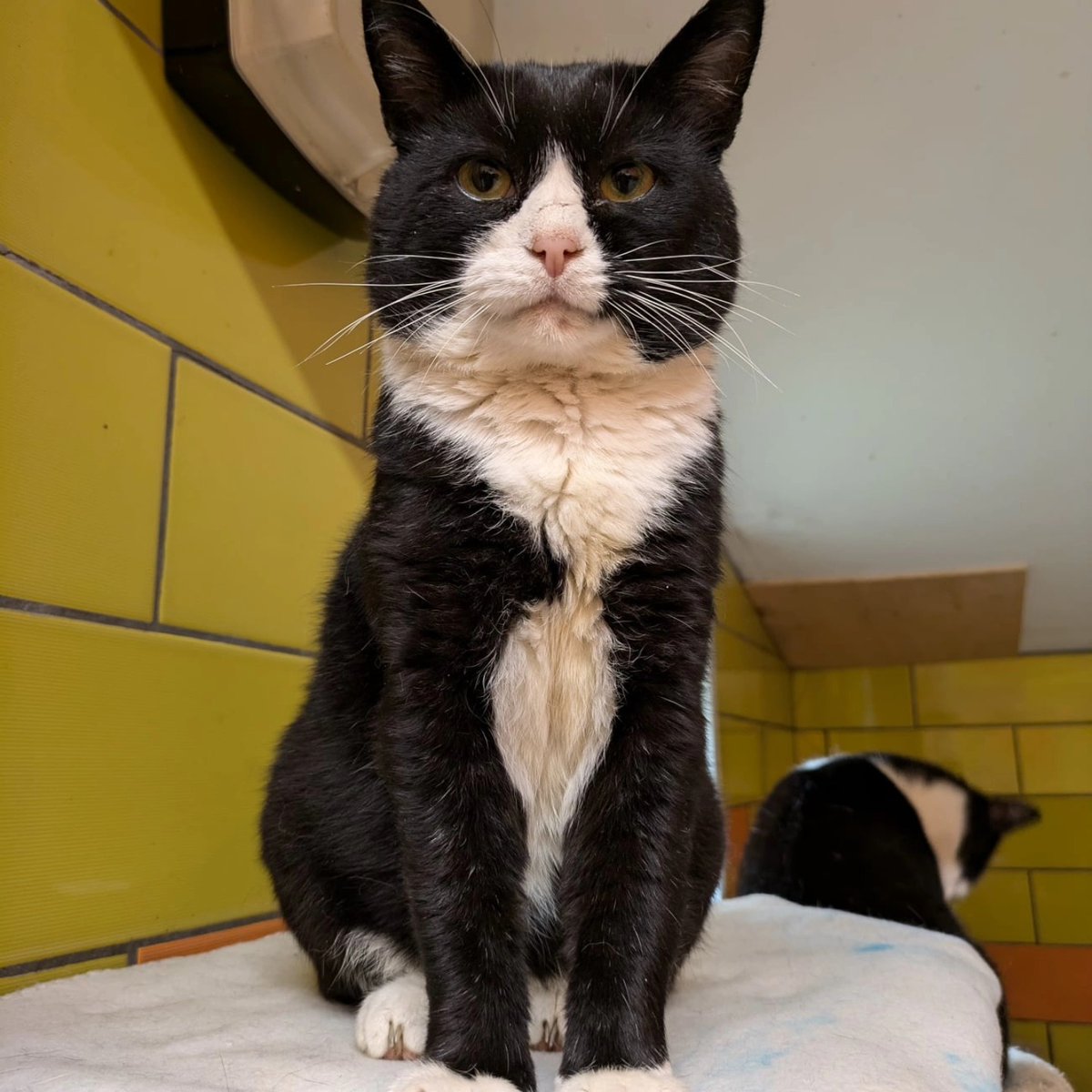 FarplaceRescue's tweet image. 'When a cat adopts you, there is nothing to be done about it except to put up with it until the wind changes.'
T.S. Eliot
Hello from our lovely FIV boys!
#fivcatsneedlovetoo #fivcat #rescuecats #adoptdontshop #rescueismyfavoritebreed