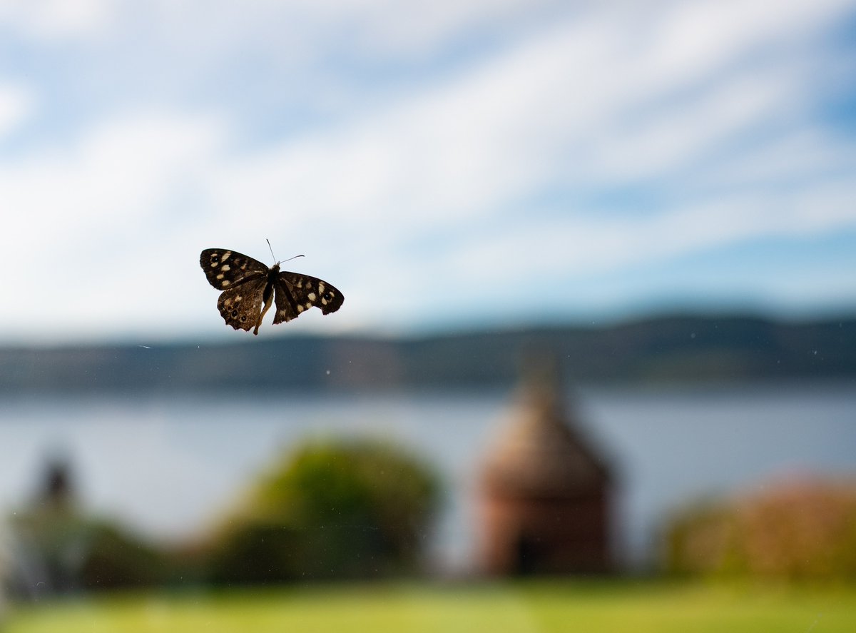 SheilaLWeir's tweet photo. Resilience in the face of adversity!!
Butterfly in the house today #damagedwing #butterfly #nature #NaturePhotography #autumn #september #riverclyde #wemyssbay #scotland https://t.co/F9B4jQWH4N