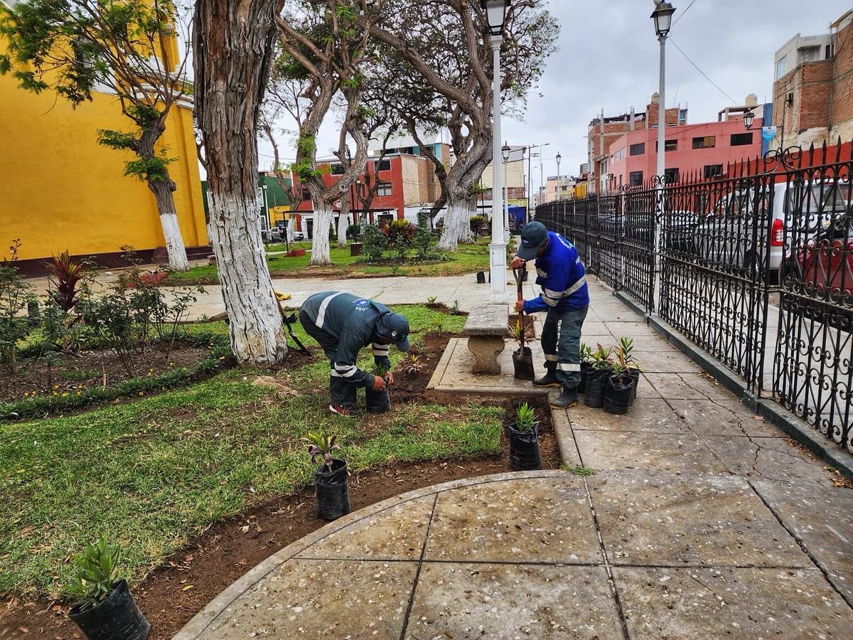 MPT_Trujillo's tweet photo. La gestión del Alcalde #MarioReyna sigue adelante con su compromiso de mejorar nuestras áreas verdes. 🌿💚
El #Segat realizó el sembrado de Grass y plantas ornamentales en dos puntos clave del Centro Histórico de Trujillo.
#TrujilloAvanza https://t.co/1oQPosSdG4