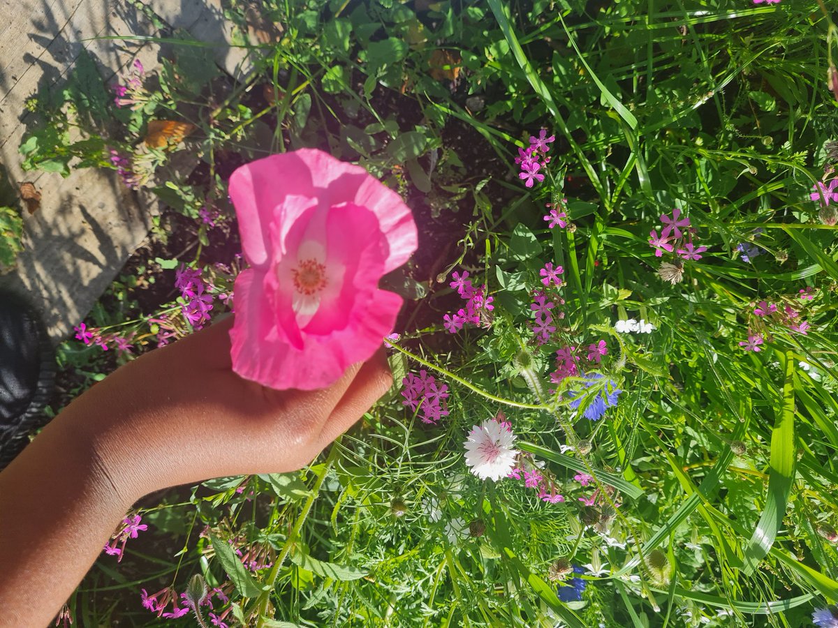 <a href="/LfSHolyroodSec/">LfS Holyrood Secondary</a> @HolyroodPPRs <a href="/S3Holyrood/">Holyrood S6 Pastoral Care</a> The pupils planted and insects came