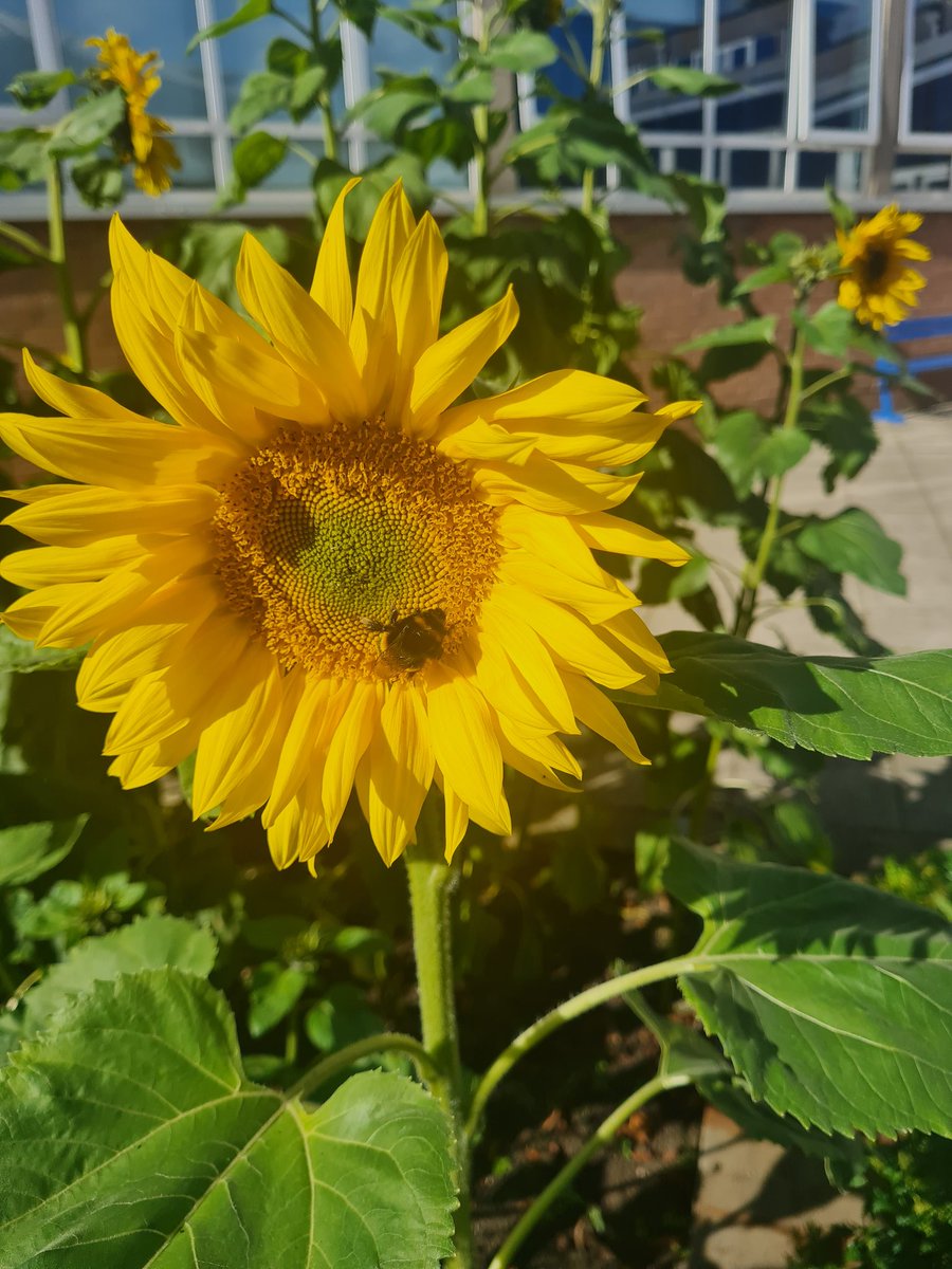 LongMckellar's tweet photo. @LfSHolyroodSec @HolyroodPPRs @S3Holyrood The pupils planted and insects came https://t.co/KxitapF5gy