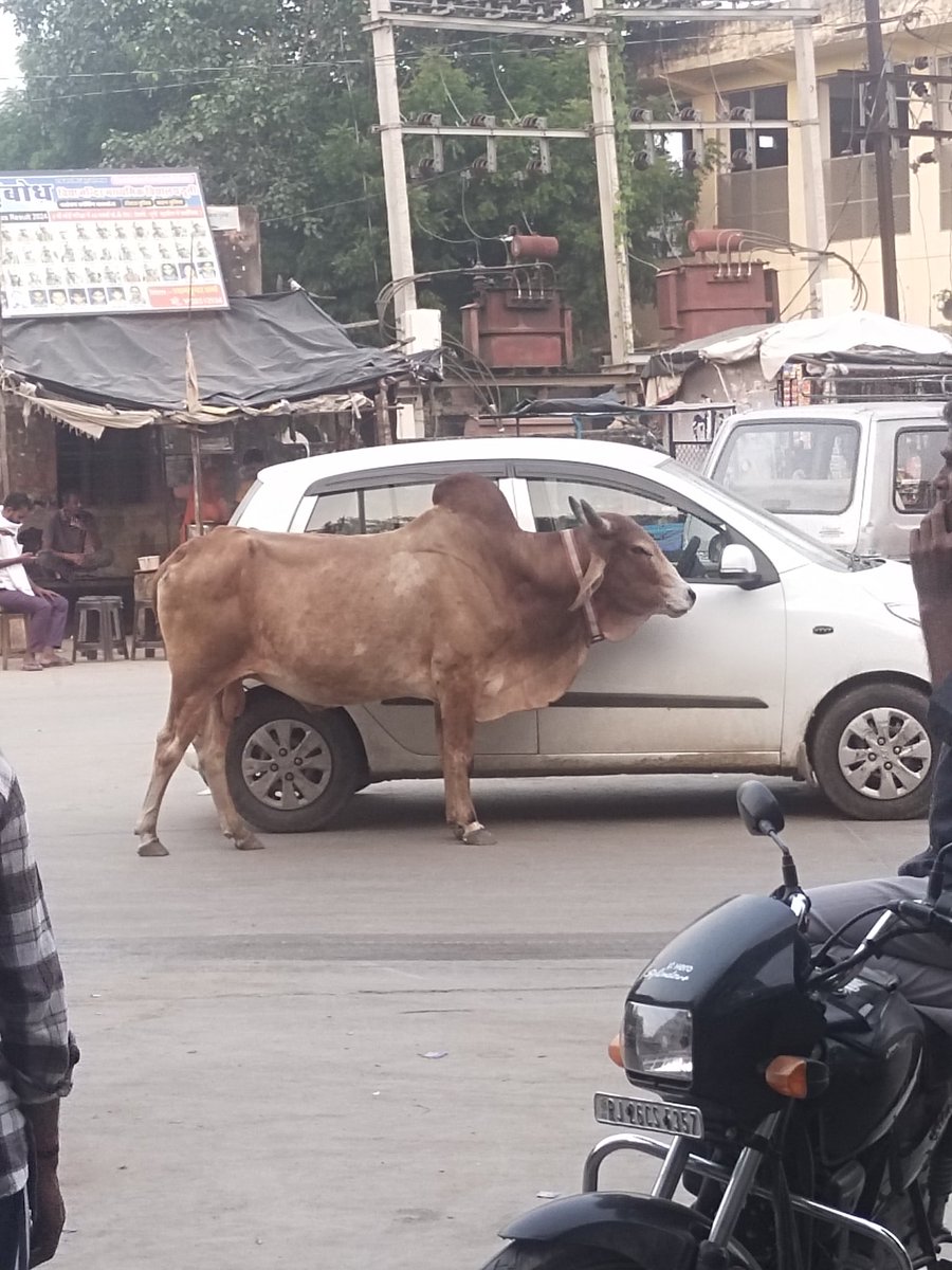 Car में साइड गलास चेहरा देखना के लिए काम आता है जब लोग देखना छोड़ देता है तो जानवर ही पीछे देख कर आगे पीछे चलते हैं