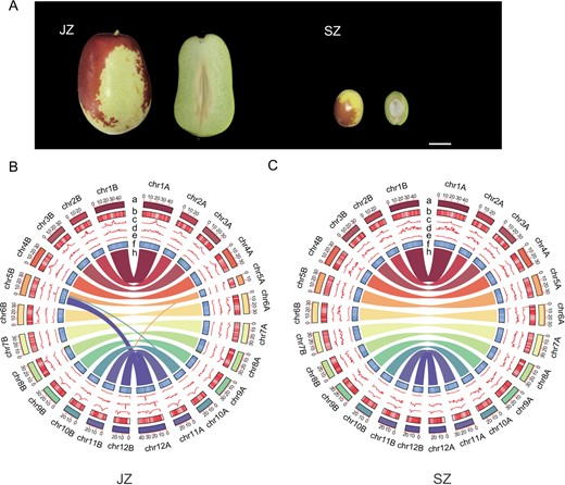 High-quality jujube genomes reveal domestication history &amp; genetic diversity. Insights into starch metabolism &amp; tree morphology #JujubeGenomics #DomesticationHistory <a href="/OxfordJournals/">Oxford Journals</a> 
Details:doi.org/10.1093/hr/uha…