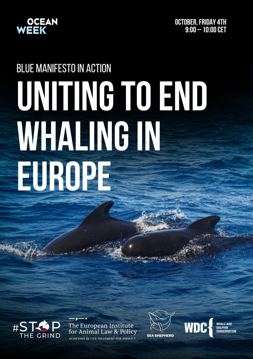 Stop_the_Grind's tweet photo. As part of Ocean Week at the EU Parliament next week, we are thrilled to be hosting a free webinar "Blue Manifesto in Action: Uniting to End Whaling in Europe", on October 4th from 9am-10am CET, learn more and register here: https://t.co/hv5OrS2NnS… #StoptheGrind #OceanWeek https://t.co/EPVeWAODi1