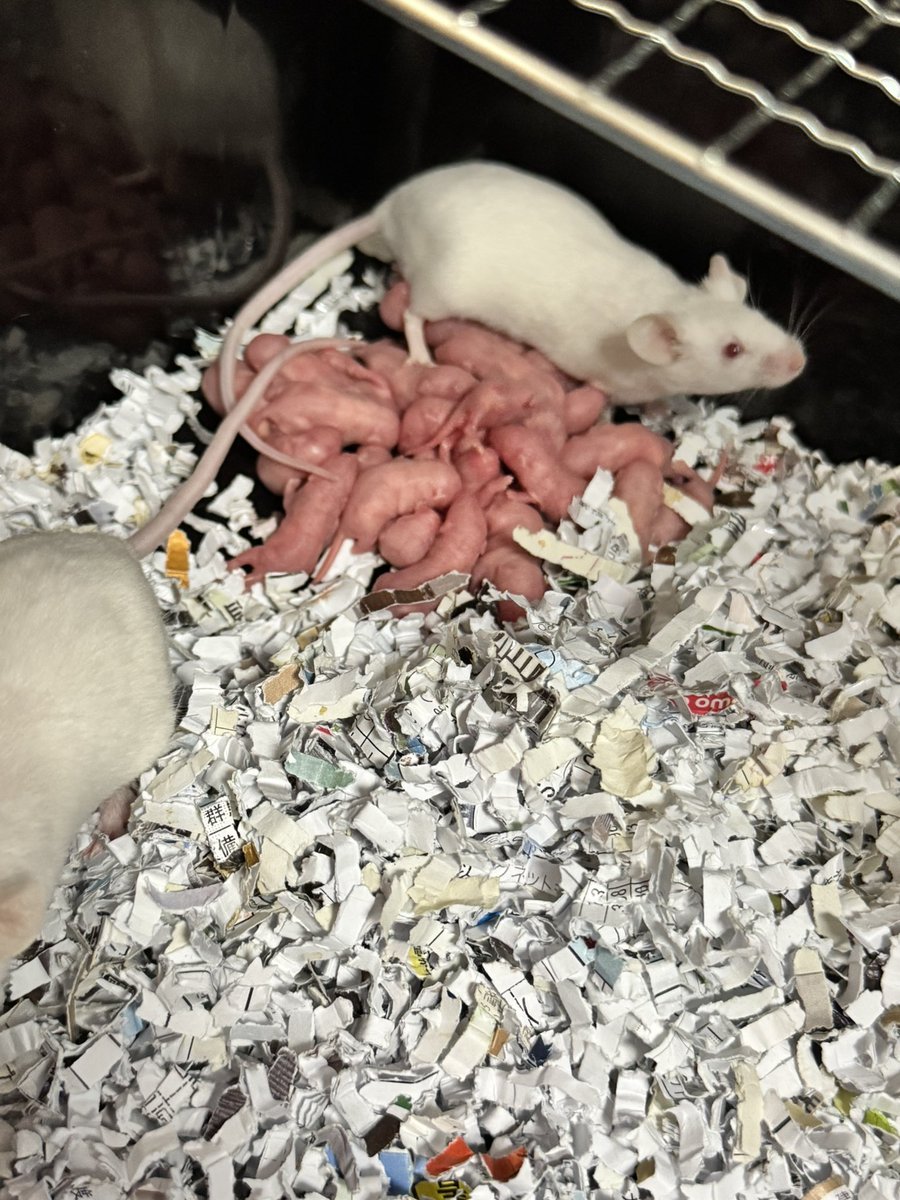 ハツカもどんどん生まれる!!
新しく飼った子たちの餌代かからずにすむね(✧∪✧)

ヤワゲも波に乗ればいいのにな……

#ハツカネズミ #ハツカネズミ繁殖 #ペットのいる生活