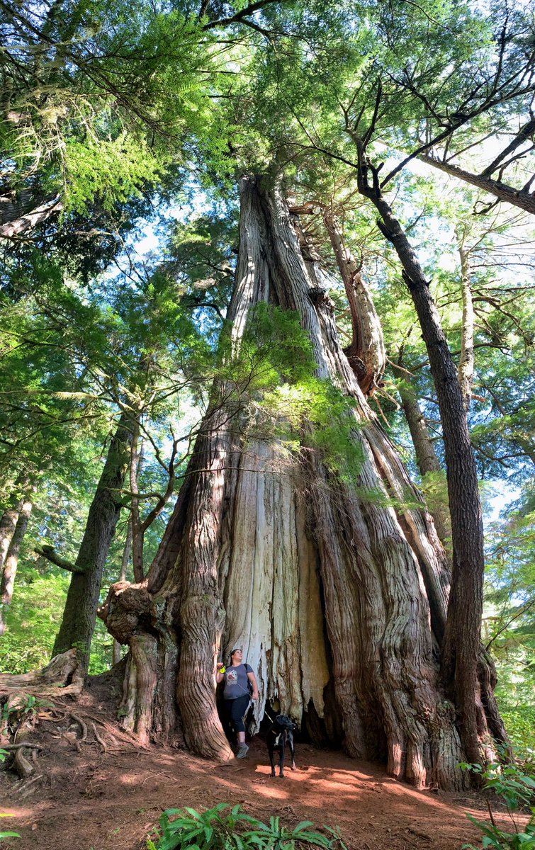OUFC_Canada's tweet photo. Happy #NationalTreeDay! 🌳 Today our president @Jade_Hugs_Trees shares her most memorable tree the Cheewhat Giant- Canada’s largest tree. Tucked in the backcountry of @PacificRimNPR this tree is magical reminder of nature's resilience and strength. #NationalForestWeek https://t.co/UjONaPJiGv