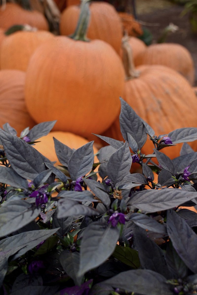 M🎃🎃DY WEDNESDAY. 🖤