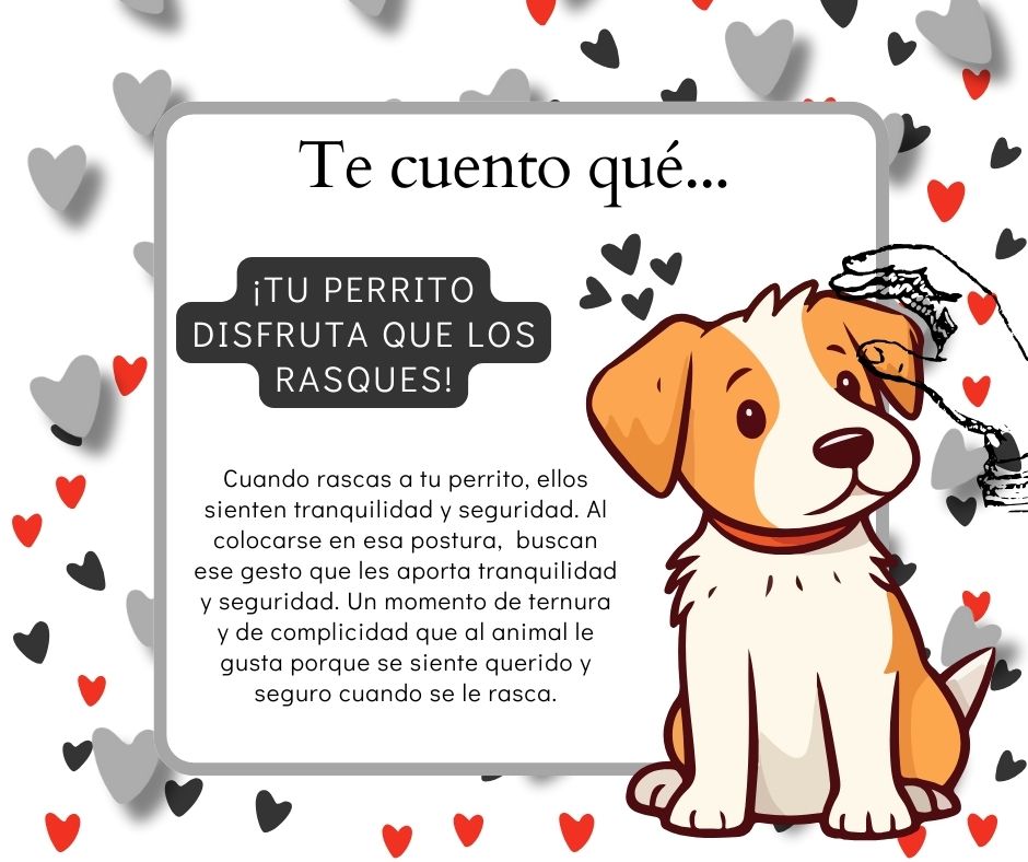 CapuyB's tweet image. 🐶 El pecho y detrás de las orejas suelen ser las zonas más placenteras para los perros. Acarícialas con suavidad dibujando círculos lentamente. También disfrutan de caricias en el cuello, barbilla, axilas y hasta en las patas🐕❤️ 

#Hoy #Mundo #Mascota #DogLovers