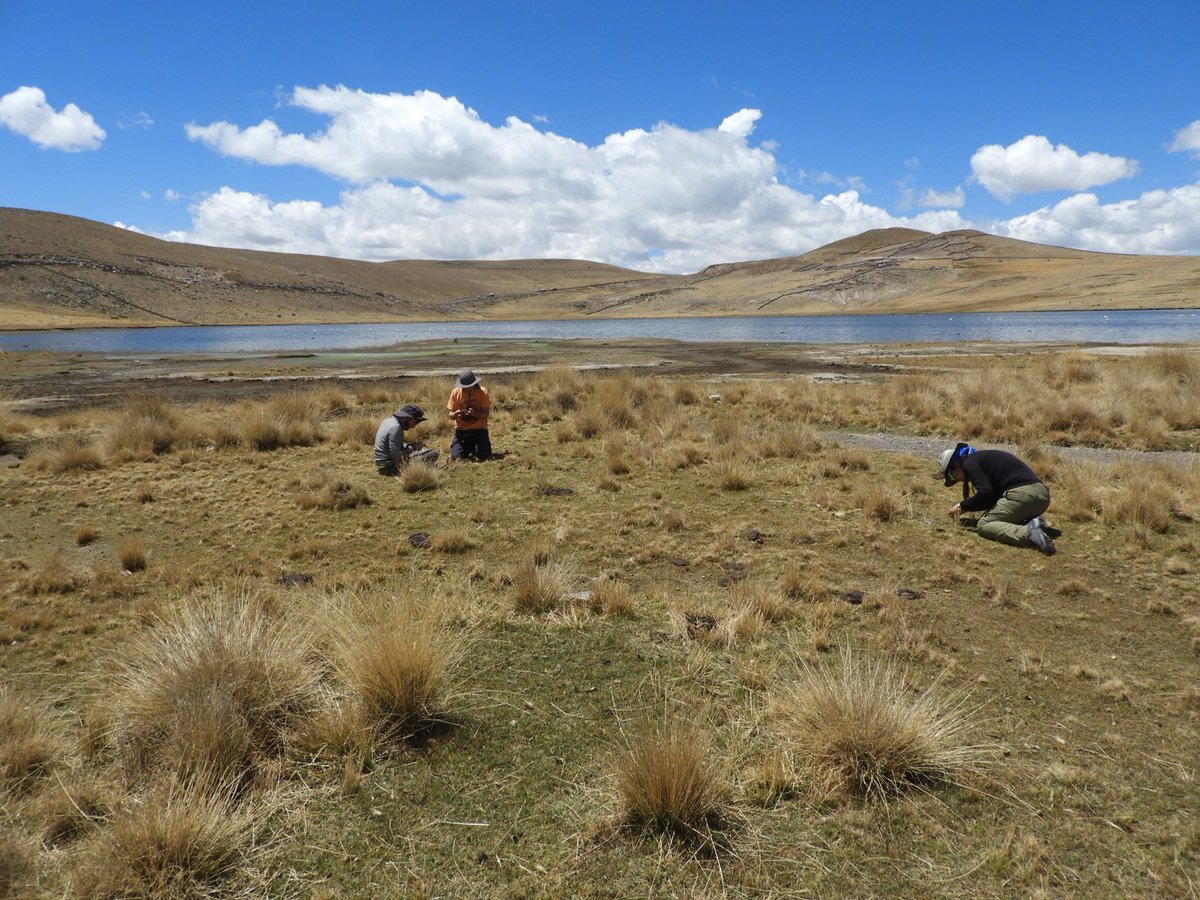 S_Martin_Bravo's tweet image. ¿Te gustaría trabajar con nosotros en #MacondoLabs @pablodeolavide? Ofrecemos #FPI en nuestro nuevo proyecto sobre colonización natural vs antropogénica del Hemisferio norte al sur usando Carex. Habrá expediciones de campo! Valoramos experiencia en bioinformática. Interesad@? DM!