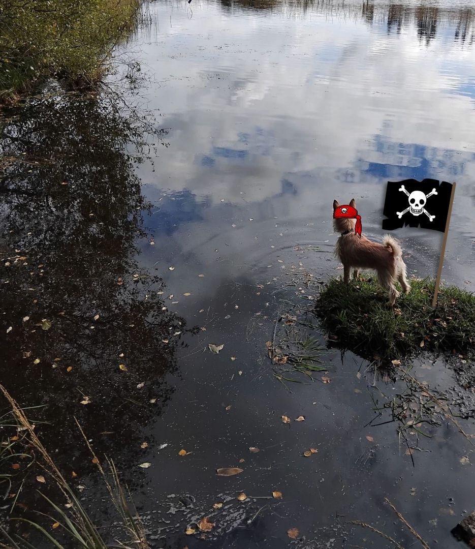 Holly629111's tweet image. Nuala claimed some land today as a wee nod to the adventurous spirit of @PawsomeErik the bestest #Pirit 🏴‍☠️🥰ever and our own beloved Lola🥰 #queenofthecampsies