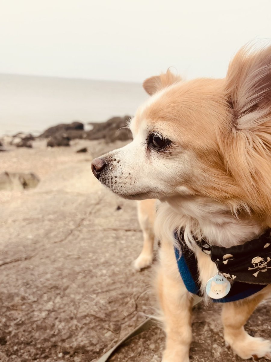 Holly629111's tweet image. Nuala claimed some land today as a wee nod to the adventurous spirit of @PawsomeErik the bestest #Pirit 🏴‍☠️🥰ever and our own beloved Lola🥰 #queenofthecampsies