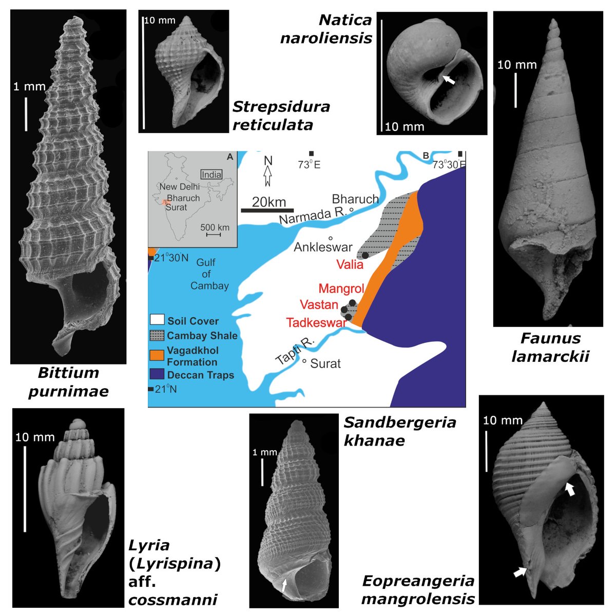 ThePalAss's tweet photo. A new caenogastropod assemblage from the  early Eocene of the Cambay Basin (western India) -  palaeoenvironmental implications https://t.co/6m1qP8w0xW @sayoni_she #PapersinPalaeontology @wileyearthspace https://t.co/tajNDsqyzm