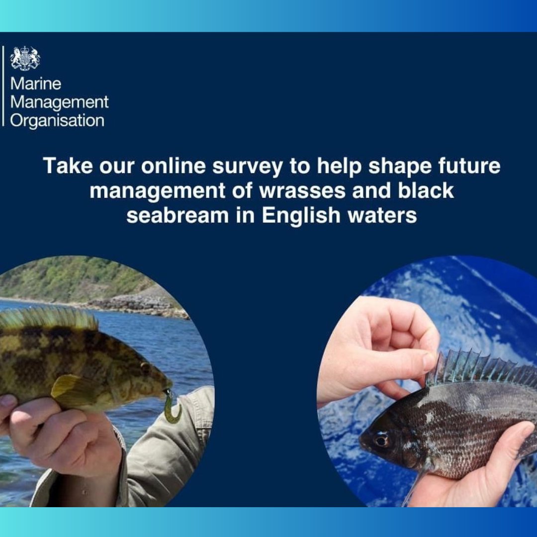 Sussex IFCA (@sussex_ifca) on Twitter photo BLACK SEABREAM & WRASSE COMPLEX FMP
🎣 ONLINE SURVEY 📋
<a href="/The_MMO/">Marine Management Organisation</a> invites stakeholders to take part in this voluntary #onlinesurvey to help inform on 2 #fisheriesmanagementplans being developed for English waters.
Fill in the survey here: bit.ly/3zbiE2x BLACK SEABREAM & WRASSE COMPLEX FMP
🎣 ONLINE SURVEY 📋
<a href="/The_MMO/">Marine Management Organisation</a> invites stakeholders to take part in this voluntary #onlinesurvey to help inform on 2 #fisheriesmanagementplans being developed for English waters.
Fill in the survey here: bit.ly/3zbiE2x