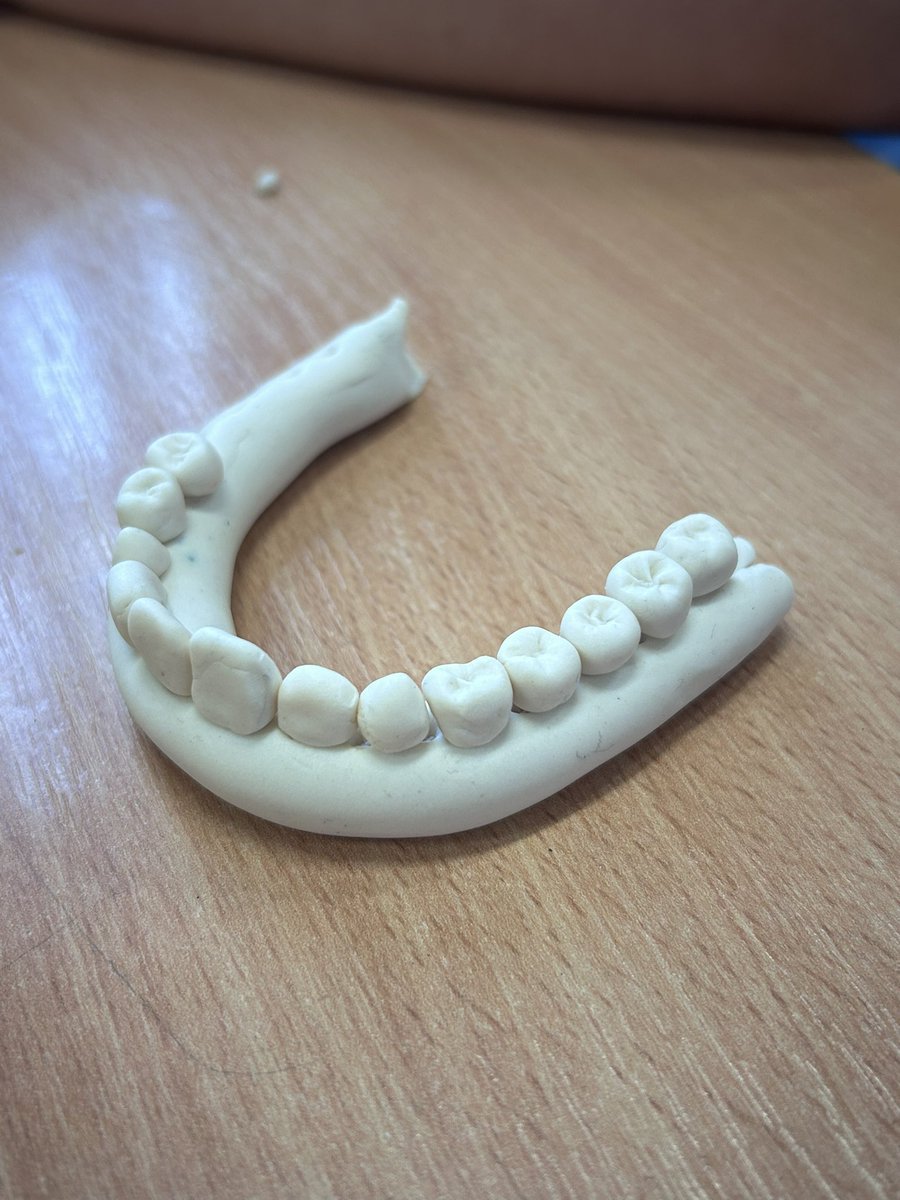 FaughartCNS's tweet image. Exploring the world of teeth in Room 3 today! So much to smile about! 😁🦷 #Room3Adventures #ToothTalk #STEM