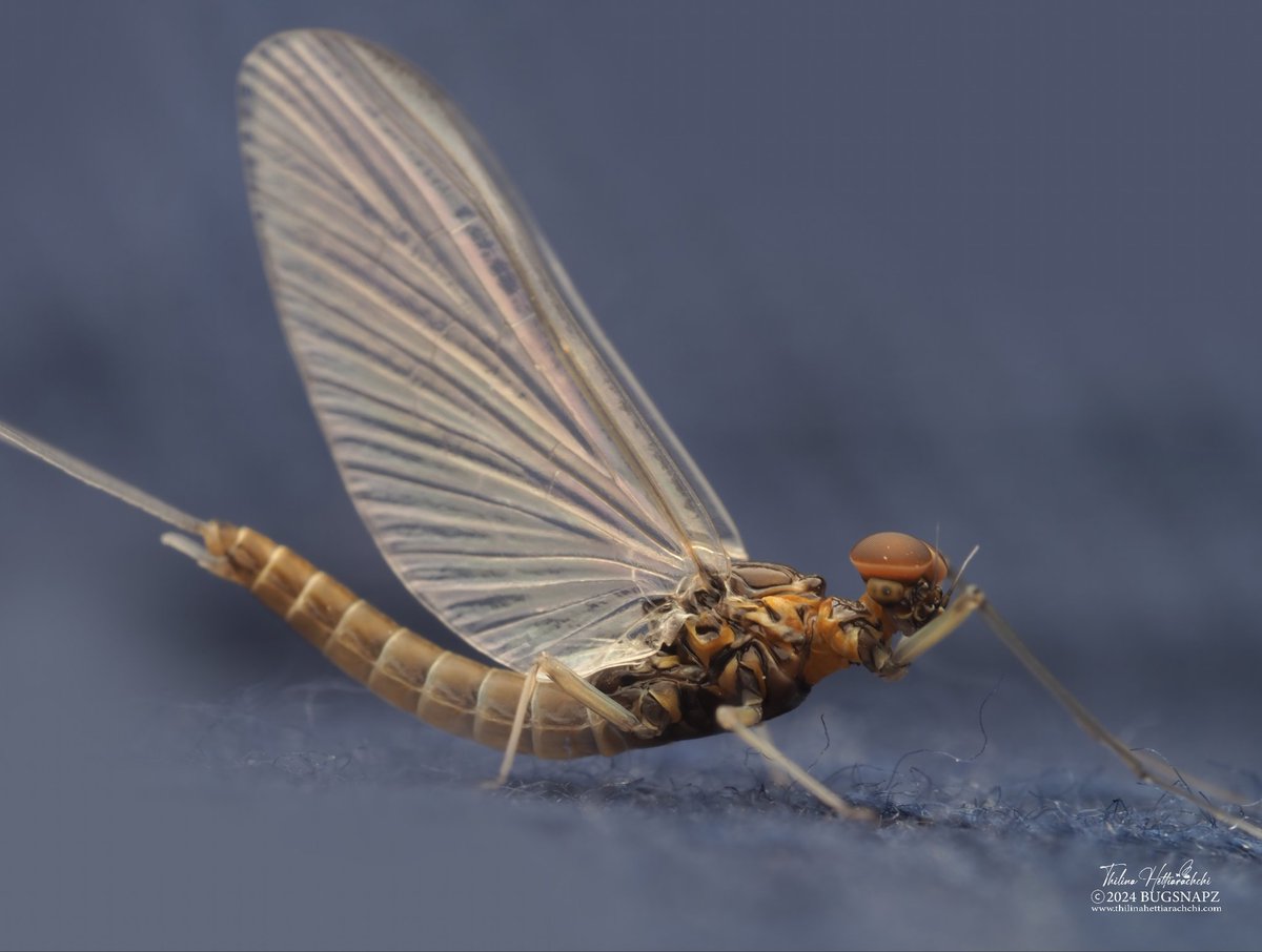 Here’s a look at one of the world’s most delicate creatures – the mayfly. These insects are highly sensitive to pollution, making them important indicators of water quality. They spend most of their lives underwater as larvae, with their time as adults being brief but beautiful.