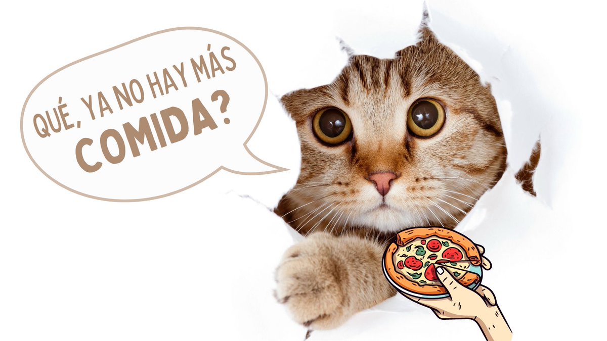 CapuyB's tweet image. 🐱 Algunos #Gatos son glotones por naturaleza . Si los hábitos de hambre de tu gatito persisten, consulta con el veterinario 🩺. Si no hay problemas médicos, ¡su amor por la comida podría ser parte de su personalidad única! 🍽️❤️ 

#Hoy #Mundo #Mascota #Catlovers
