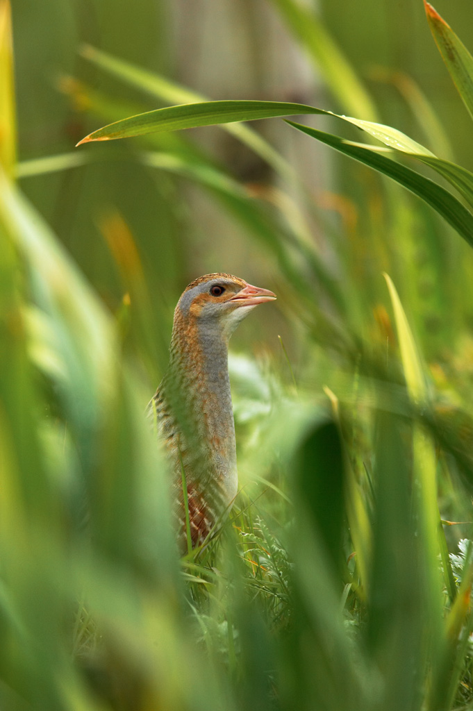 crexcrexnet's tweet photo. Congratulations to all involved in @HeritageFundUK  supported project ‘Corncrake Calling’. We have been shortlisted for a @NatureofScot award! @RSPBScotland @NatureScot @SuntoryGlobal  #farmingwithnature  #umbrellaspecies #conservationandcommunities  📷RSPB Images https://t.co/0Ze69rZgJo