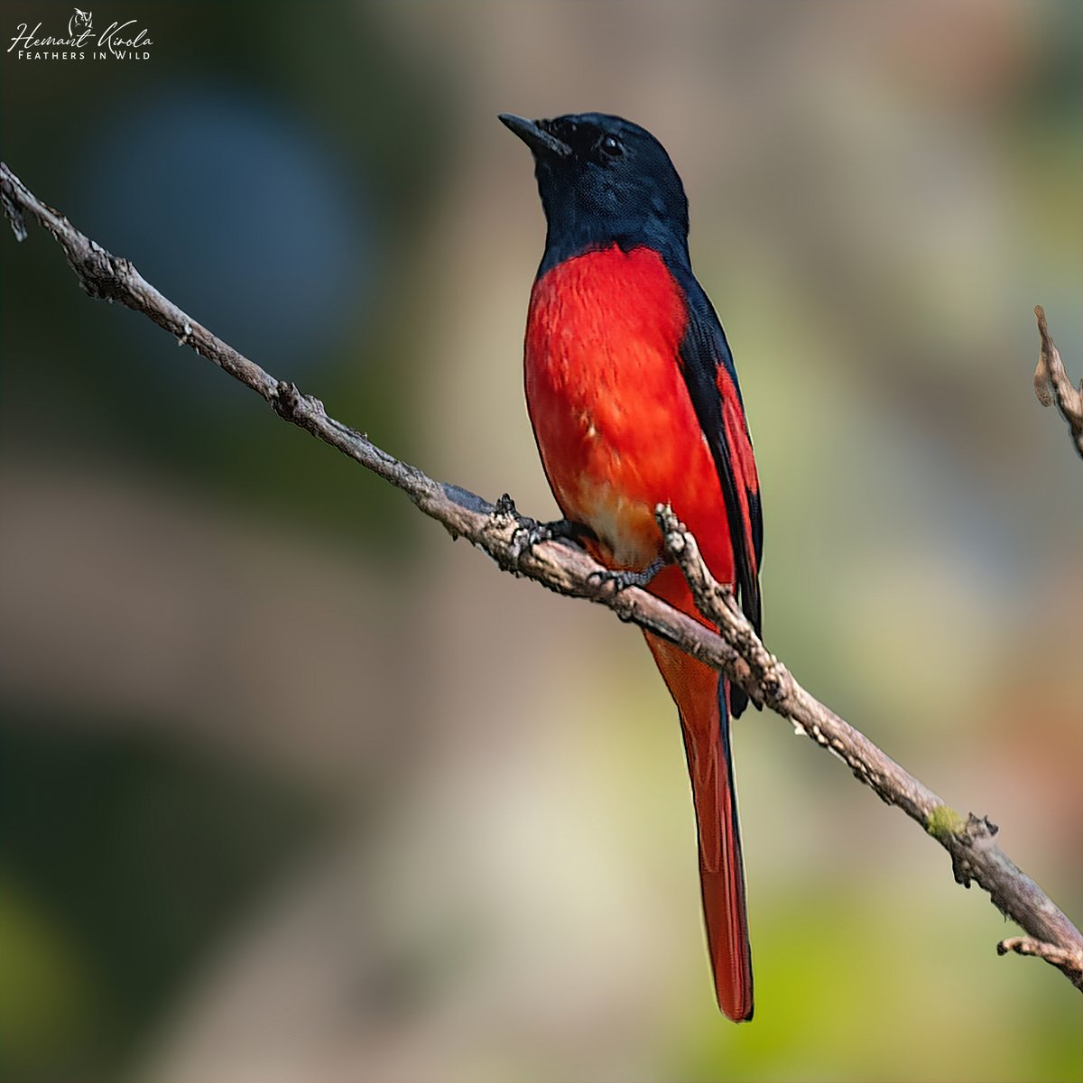 kirola_hemant's tweet photo. A daily dose of new bird.
My Bird No. 146
Scarlet Minivet
Do you have any 'Minivet / Cuckoo-shrikes' species in your gallery?
#IndiAves #NatGeoIndia #Minivet https://t.co/nnDHvf1bHi