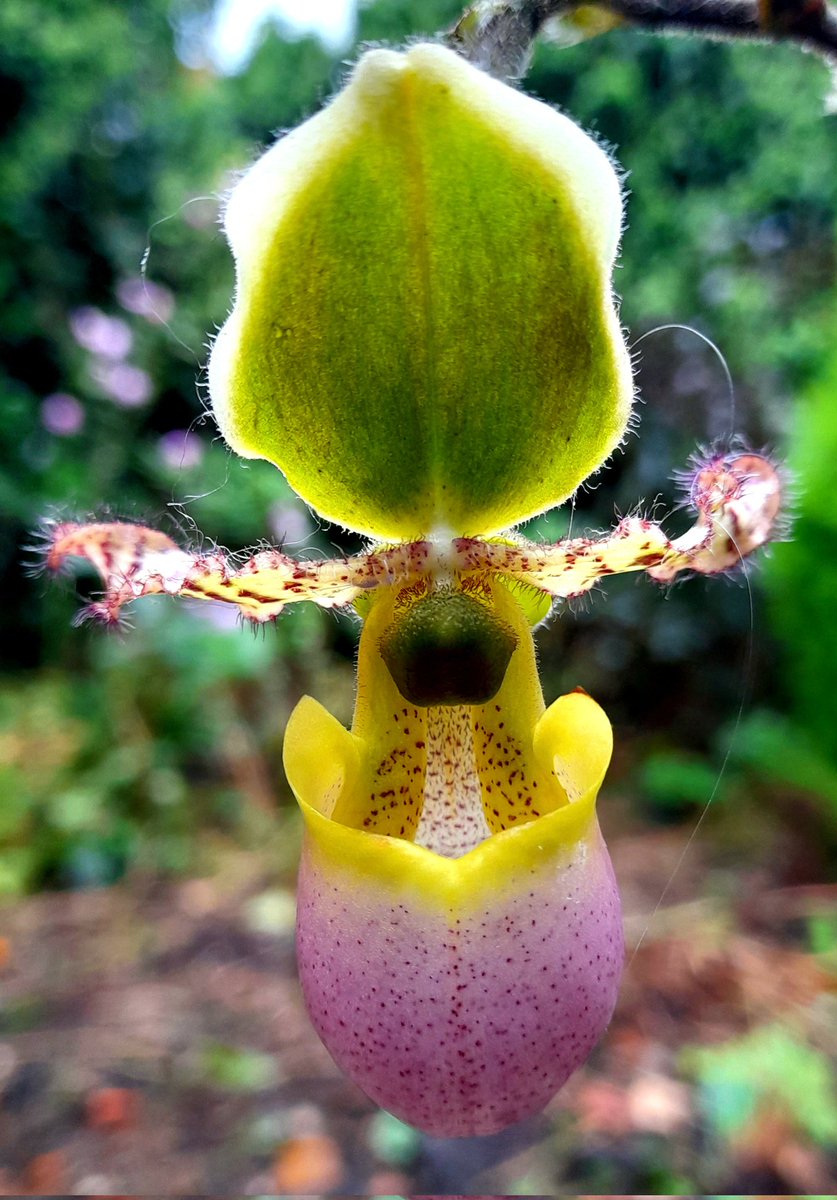 Brian Hodgkin, ML (@brianh4951) on Twitter photo Hodgkin windowsill ladyslippers beginning to think about putting on their usual winter show. <a href="/PetrovichBilly/">Orchiholism</a> this side of the great grey grease pothole. Pinocchio continues to flower and seven other buds are developing. Happy days! Hodgkin windowsill ladyslippers beginning to think about putting on their usual winter show. <a href="/PetrovichBilly/">Orchiholism</a> this side of the great grey grease pothole. Pinocchio continues to flower and seven other buds are developing. Happy days!