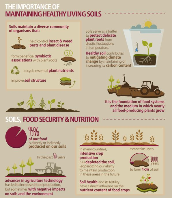 UNBiodiversity's tweet photo. Healthy #soil is essential to global food production.  

via @FAO https://t.co/1CW064wHhH