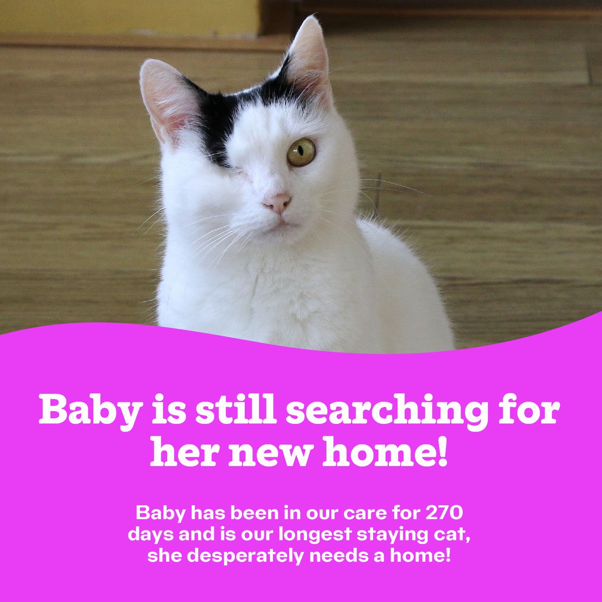 Wales Cat Centre | Canolfan Gathod Cymru (@walescatcentre) on Twitter photo Baby is still looking to find her new home, to find out more about her please visit To apply to adopt Baby please visit cats.org.uk/bridgend#adopt… or email enquiries@bridgend.cats.org.uk Baby is still looking to find her new home, to find out more about her please visit To apply to adopt Baby please visit cats.org.uk/bridgend#adopt… or email enquiries@bridgend.cats.org.uk