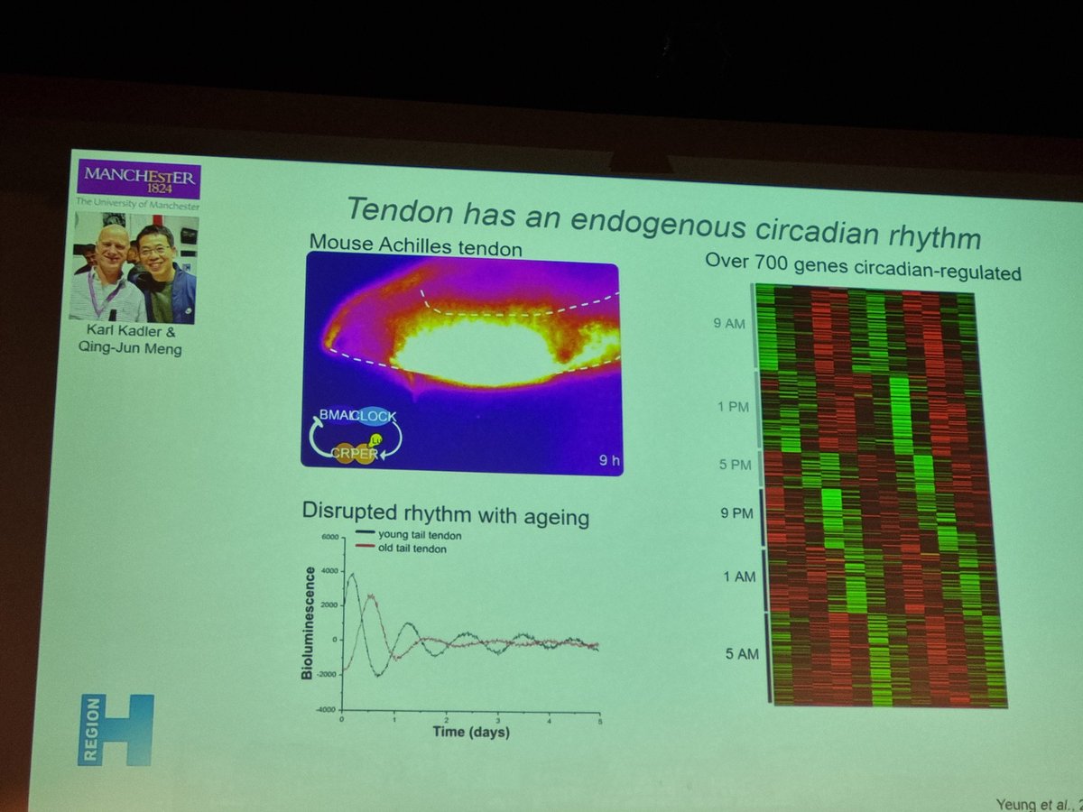 Tom Van Agtmael (@tomvanagtmael) on Twitter photo Congratulations to Chloe Yeung <a href="/ccstorytime/">Chloé Yeung</a> for being awarded the Rupert Timpl award at #MBE2024 for her groundbreaking work on circadian rhythm in tendon. Fantastic talk. 🥂🍾🍾🍾 Congratulations to Chloe Yeung <a href="/ccstorytime/">Chloé Yeung</a> for being awarded the Rupert Timpl award at #MBE2024 for her groundbreaking work on circadian rhythm in tendon. Fantastic talk. 🥂🍾🍾🍾