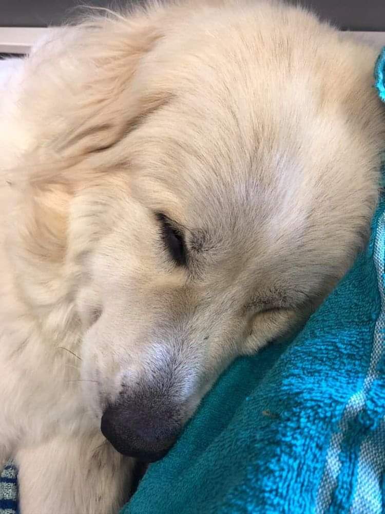 Happy Dog tweet media