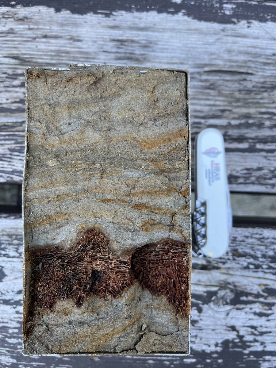 StahlschmidtC's tweet image. Bit of a bone in my sample there @HeasVienna Great sampling trip to the super exciting mammoth - wine cellar excavation run by the @oeai_oeaw