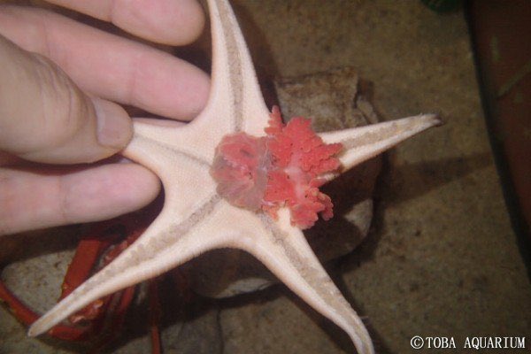 roseromaunt's tweet photo. Parasite of the day is Dendrogaster, a genus of barnacles that live in sea stars. The large female, devoid of her shell, will grow to eat the gonads of her host and then, for whatever reason, mimic them. The tiny male holds on to the female, and both feed in the host’s coelom. https://t.co/Doak0MXnNk