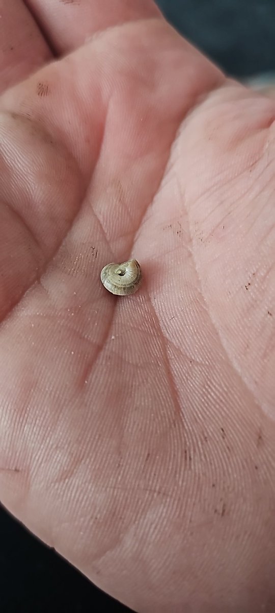 SASRoofing's tweet photo. @asda Just found this in your egg fried rice @asda @AsdaServiceTeam https://t.co/bmmbnZ1dfl