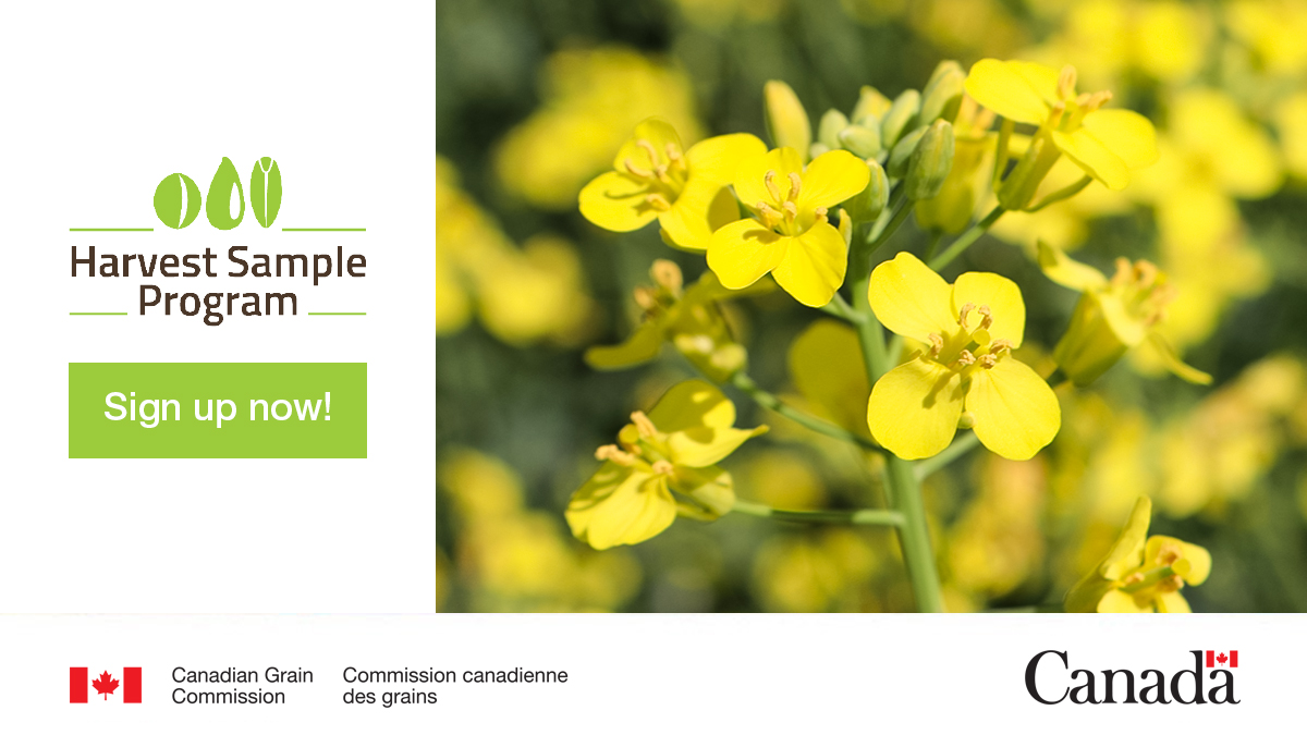 Grain_Canada's tweet photo. There’s still time to sign up for our #HarvestSampleProgram and submit your samples this fall! In exchange for your samples, you’ll receive a quality assessment at no cost, and your samples help us with maintaining grain standards and performing research: https://t.co/limnYLjBlb https://t.co/onw9j7R6Mu
