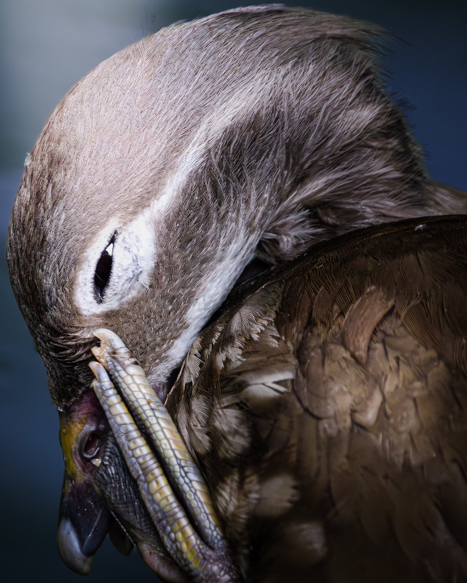 taiga_camera_r7's tweet image. #これまでの代表作を4つ見せて
動物写真、風景写真(初心者)メインに撮影してます。
気軽に声かけてください!
たくさんの方と仲良くしたいです。
写真関係の方フォロバします!