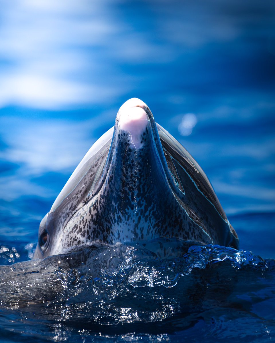 taiga_camera_r7's tweet image. #これまでの代表作を4つ見せて
動物写真、風景写真(初心者)メインに撮影してます。
気軽に声かけてください!
たくさんの方と仲良くしたいです。
写真関係の方フォロバします!