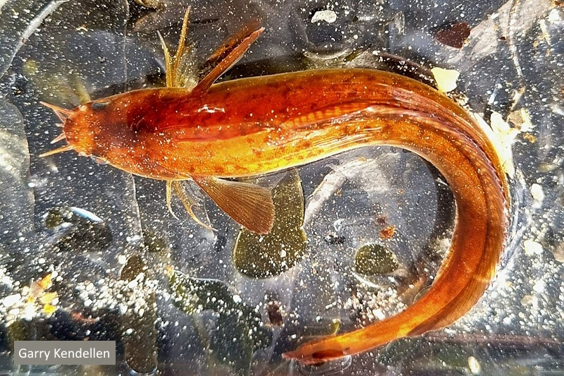 Want to get involved in marine species recording but don't know where to start? Complete our FREE online training course in Marine Biodiversity Citizen Science to learn how to identify and record Irish seashore species. learn.biodiversityireland.ie/courses/marine…