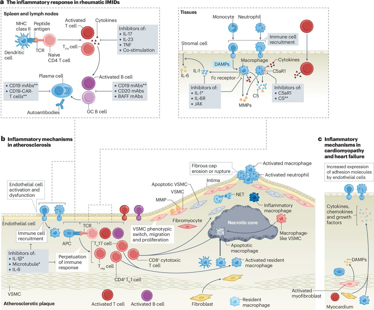 NatRevRheumatol's tweet image. #OctoberIssue |  Targeting inflammatory mechanisms of cardiovascular pathology in rheumatic immune-mediated inflammatory diseases (#IMIDs) and  considerations for the diagnosis and management of cardiovascular involvement across rheumatic #IMIDs. 

bit.ly/3XWK9q7
