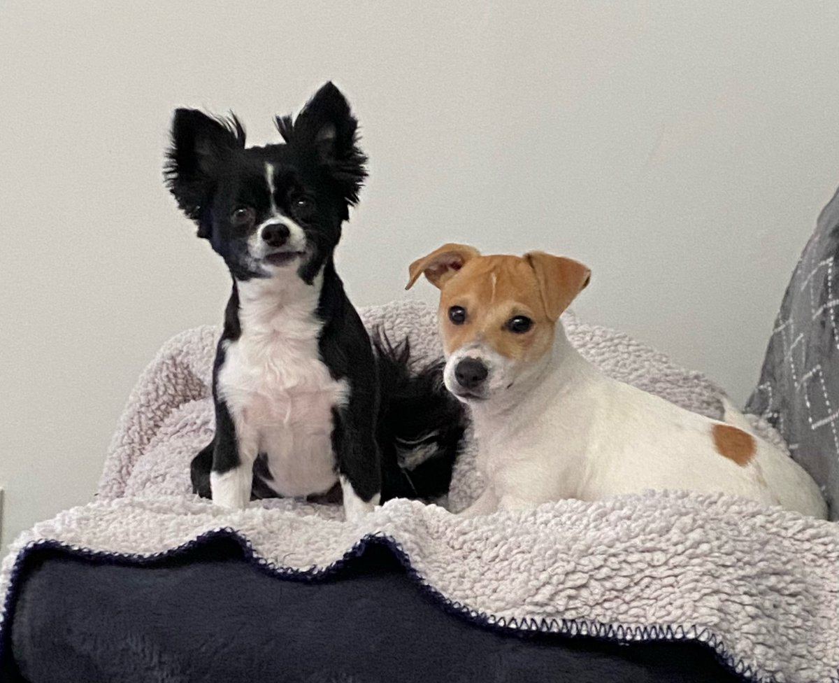 kljspope's tweet photo. @JaneFallon Cliff missed Arthur, so we got him a new buddy, Henry 🐶💕 https://t.co/W337UeCg63
