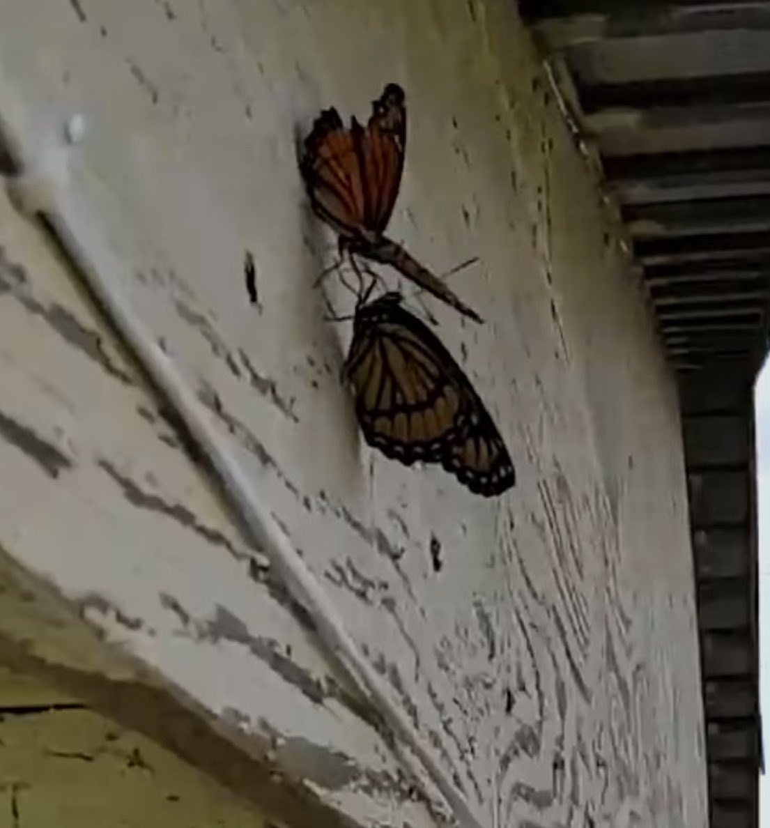 youtube.com/shorts/65MdBGk…