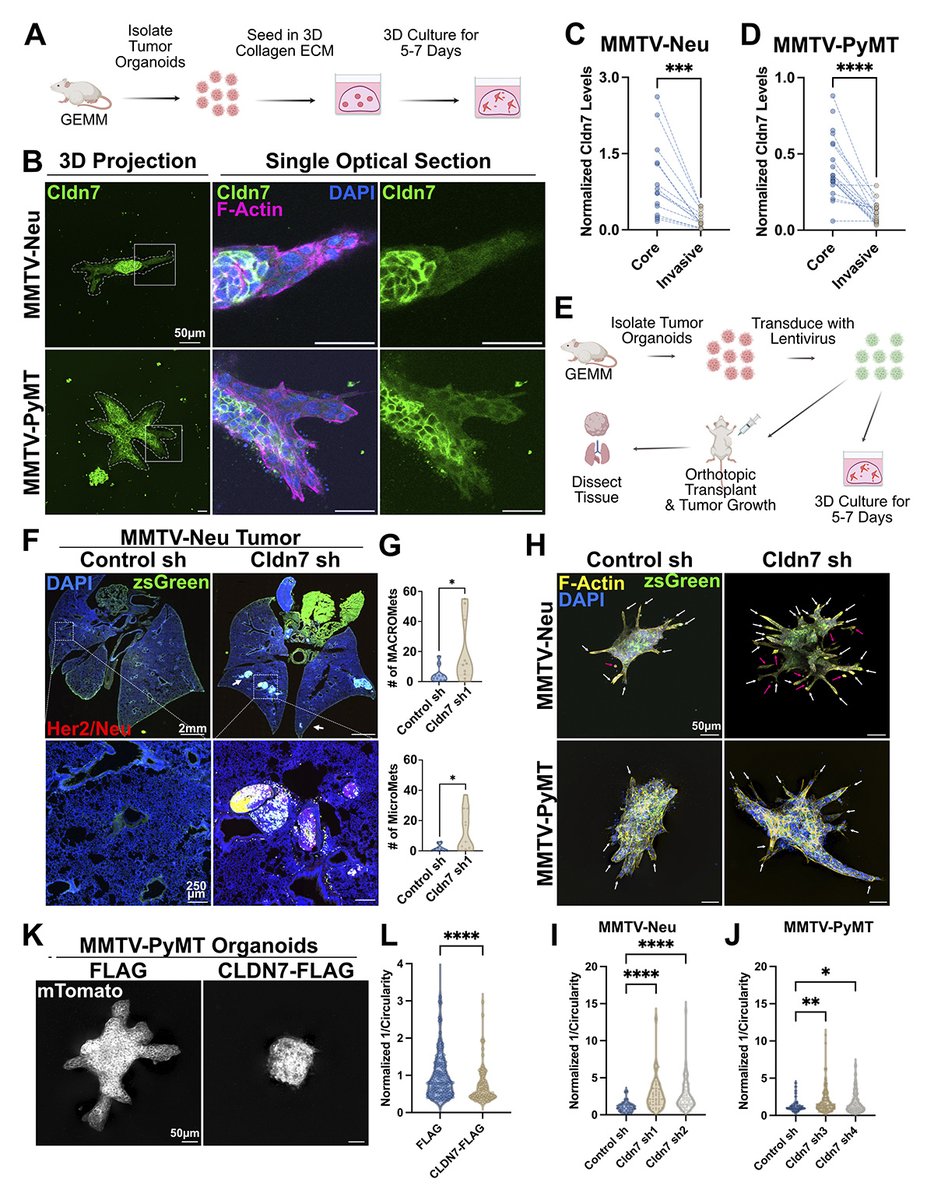 Rockefeller U. Press tweet media