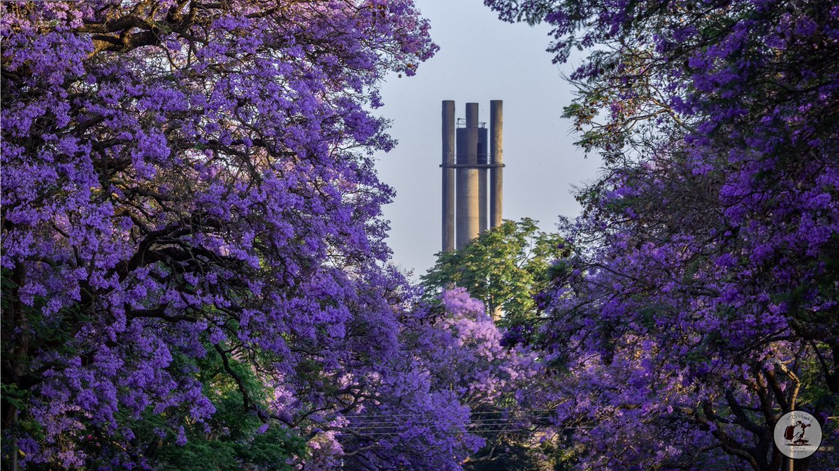 Timothy Marks 🎥 🇿🇼 🐘 tweet media