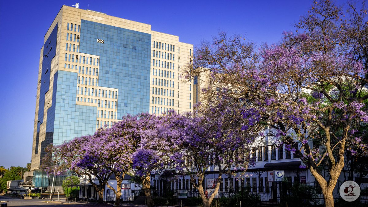 Timothy Marks 🎥 🇿🇼 🐘 tweet media