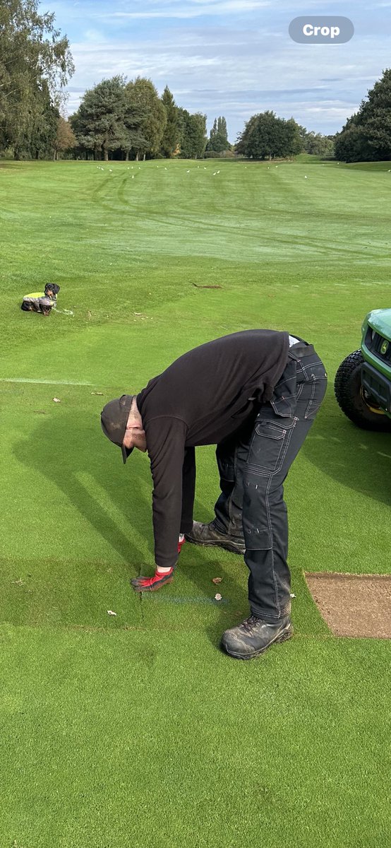 Alf was helping supervise the drainage turf laying today <a href="/CoptHeathGC/">Copt Heath Golf Club</a>