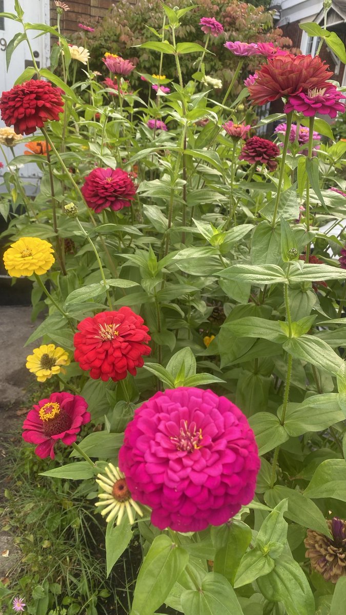 homewithlu's tweet photo. Walking the dog always has benefits… yesterday in Sandy Hill. Simply LOVE the front gardens here. #ottcity #SandyHill #gardens #fall #automn #flowers https://t.co/wxmnPF2K7N