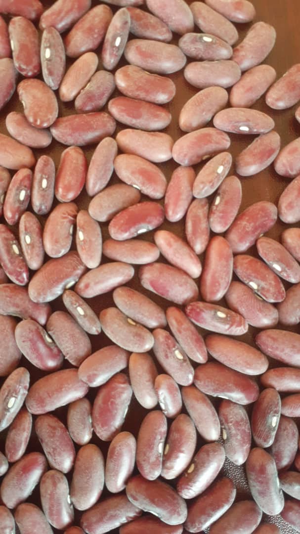 Muri <a href="/Triseeds1/">Triseeds</a> tubafitiye imbuto nziza z'ibishyimbo ni indobanure kndi bikungahaye ku myunyungugu wa Fer dufite RWR 2245  ndetse na Dufite Ibishyimbo NUA 566. 
Dufite kndi imbuto nziza z'ibigoli, Soya ndetse n'ingano. ##plantgoodseedwithtriseeds <a href="/habimana_albert/">Alberto The CEO</a>