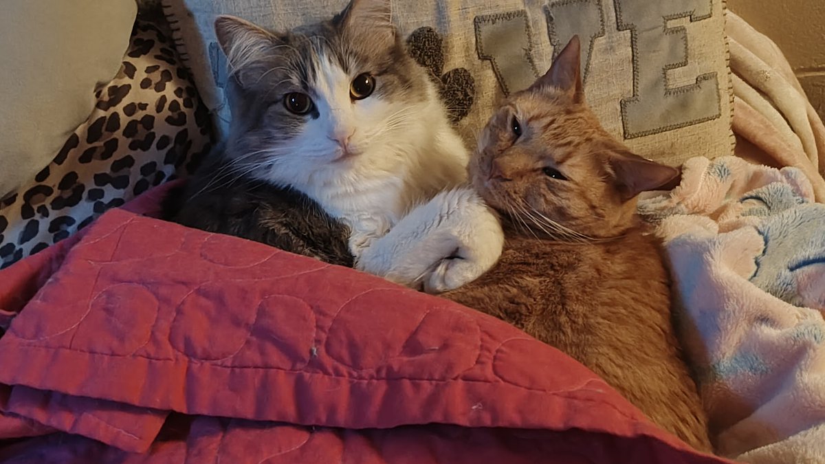 Please, #CatsOfX, #CatsOfTwitter, furriends, can we have a #pawcircle for Gambit?  He's off to the vetty hairy man tdoay, because he's experiencing the same sort of issues he had prior to his surgery, and we're all pretty scared right now.  Sending out love to you all, too. 😻