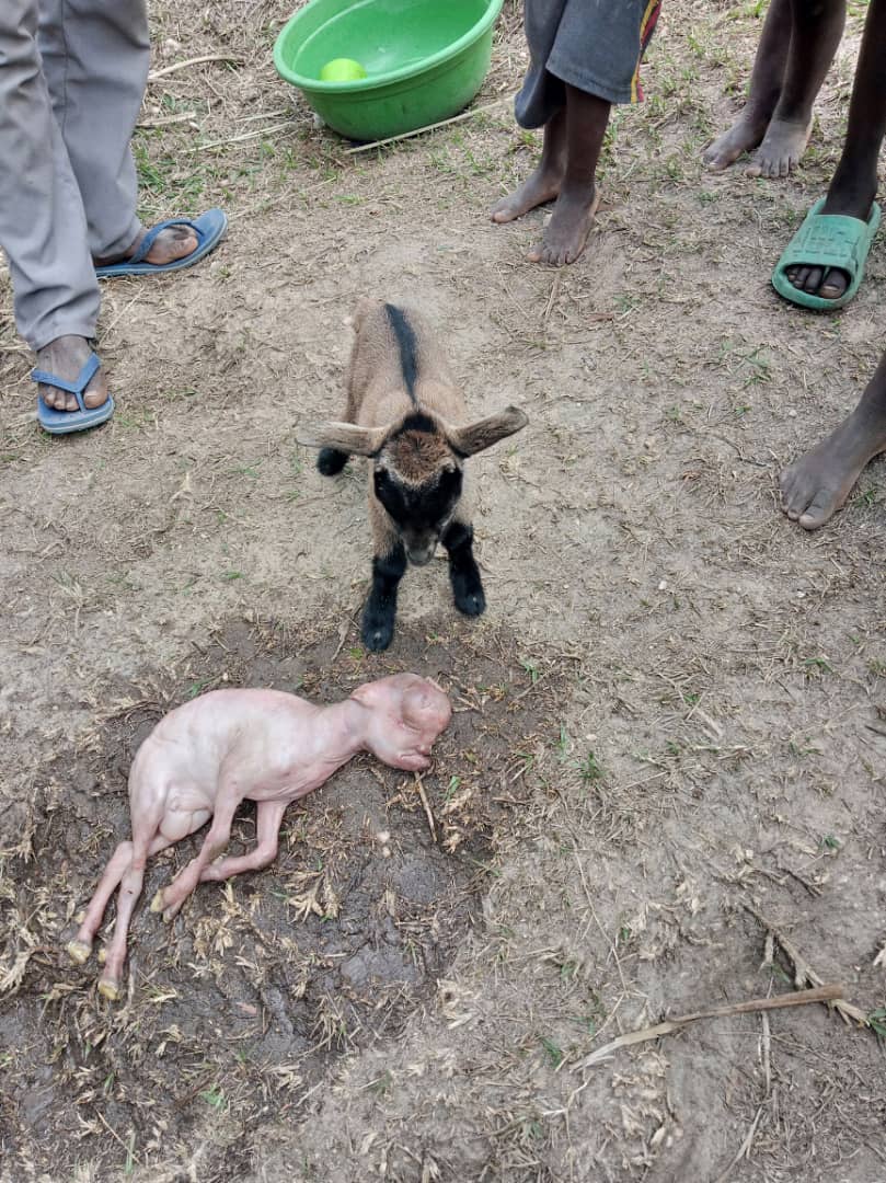 MagazineJimbere's tweet photo. 🐐🤭 Un chevreau à tête humaine: une chèvre a mis bas 2 chevreaux, dont l'un présentait un visage ressemblant à celui d'un humain et un corps sans poils, ce 24/09/2024 sur la sous colline #Nyamageme, colline #Gatagura, dans la zone #Butanuka en commune #Mpanda (@BubanzaProvince)

⚰️ D'après le chef de colline Gatagura: "Ce chevreau n'a pas survécu et a été enterré sur place, tandis que l'autre se porte bien"

🤔 Cette situation suscite de vifs questionnements parmi les habitants, qui tentent de comprendre ce phénomène

#Burundi