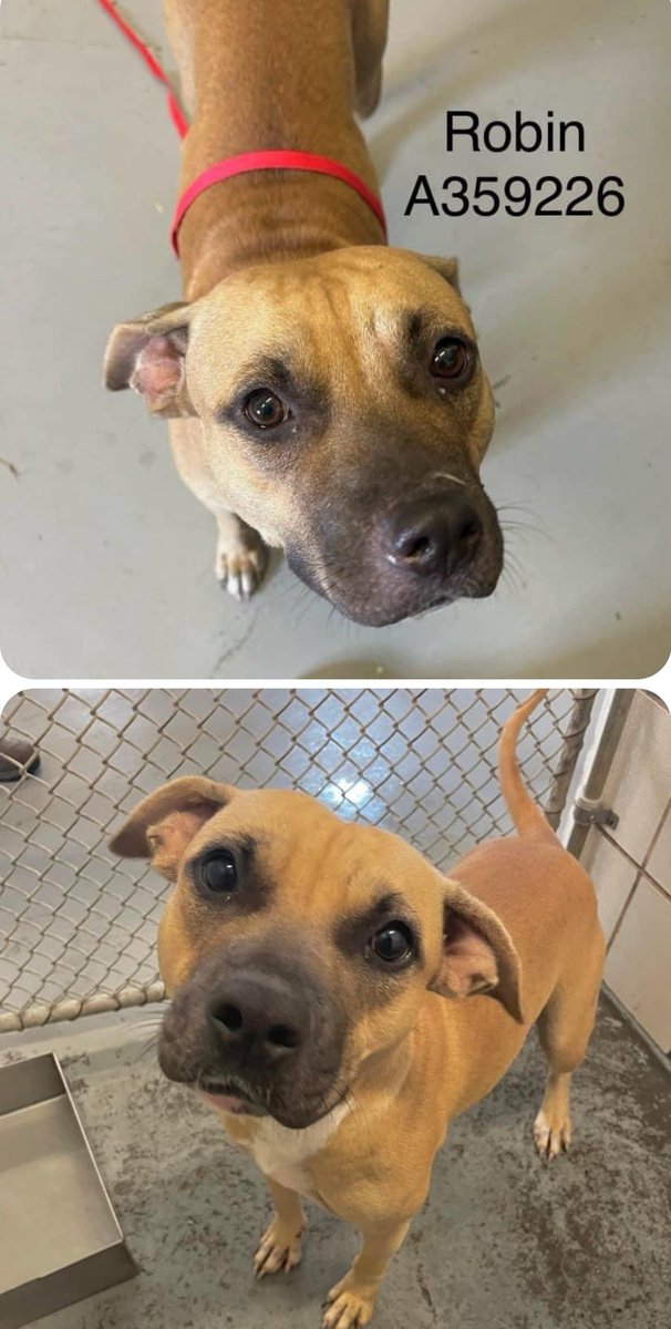 beeleevitonly's tweet photo. Robin #A359226 adorable #pocketpibble
#EuthList 9/30 #CorpusChristi #TX
42 lbs of #TXRedDog with pleading eyes & black mouth. HW neg, social &friendly once settled. Gets along with kennel mate CYBORG
#RescueVillage plz RT, pledge, #AdoptDontShop
https://t.co/pw17NkvfdY https://t.co/UybFM0QtqR
