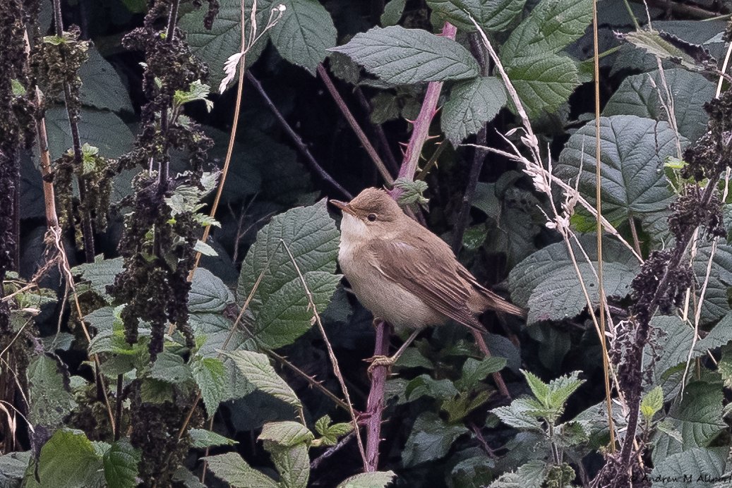 AMAllport's tweet photo. A pleasant day @FlamboroughBird yesterday. A good selection of birds. Plenty of Yellow Browed Warblers, a Red Breasted Flycatcher, Great White Egret, a brief but obliging Hoopoe and a glimpse of a 'unstreaked Acro' that only gave itself up as a Marsh Warbler in photos. https://t.co/xXGQRnff2a
