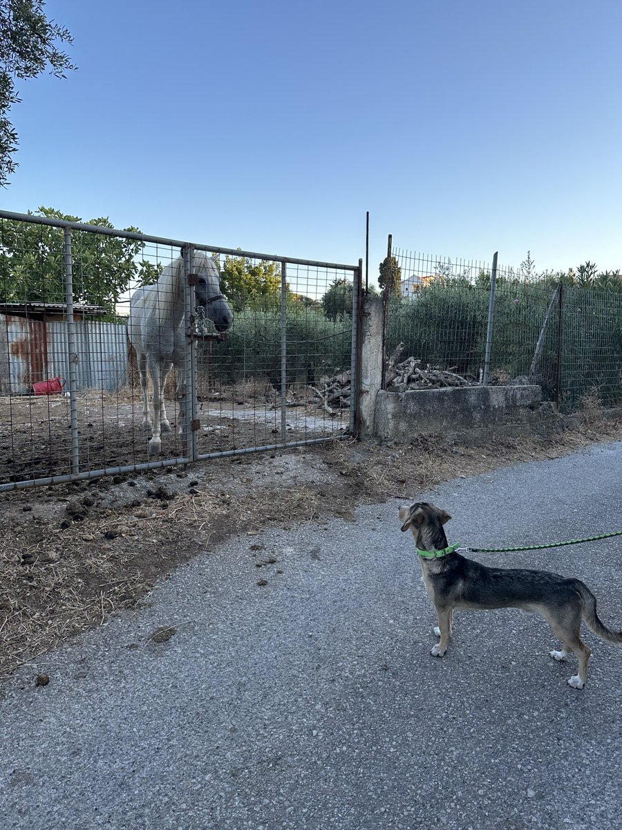 Dis me fren Edwina. Dunno her real name but Dad called her Mr Ed until we saw she’s a girl!