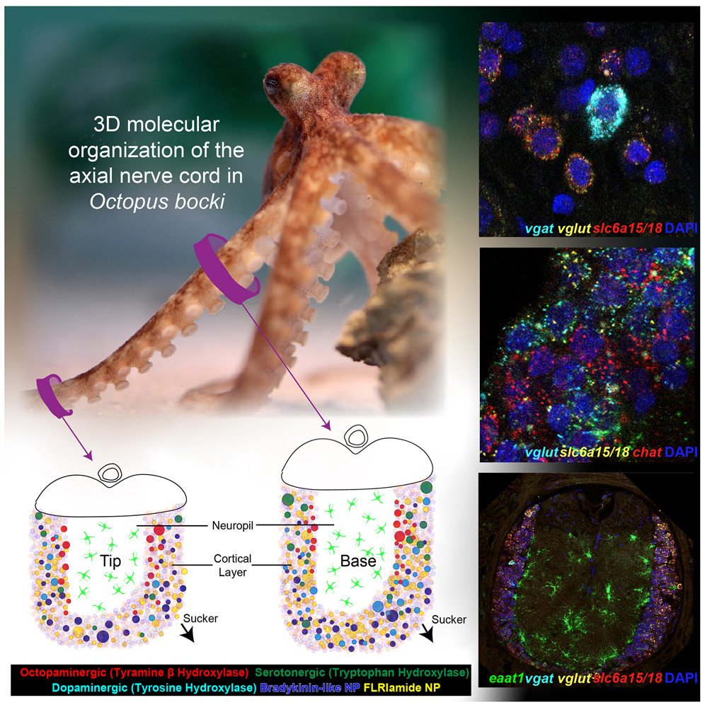 AllenInstitute's tweet photo. 🐙 New study by ADI Robyn Crook and collaborators shares new insights into how different types of neurons may contribute to an octopus’s ability to interact with its environment and do complex tasks. 

Out in @CurrentBiology:  https://t.co/02jl6Dxu7z

#FrontierScience @sfsu https://t.co/I1hbt7e2hS